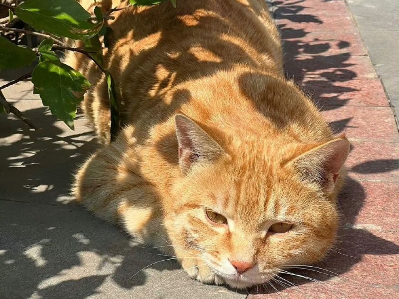 To Save a Life Can Save&nbsp;Two