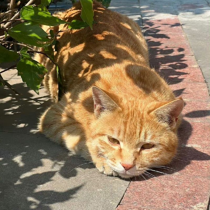 To Save a Life Can Save&nbsp;Two